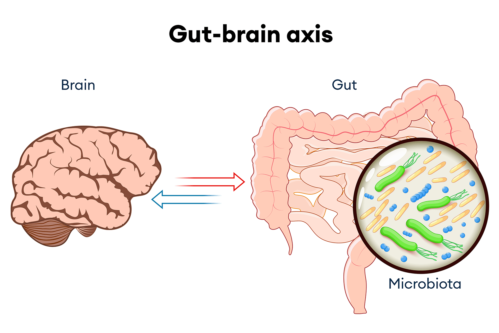 gut brain axis