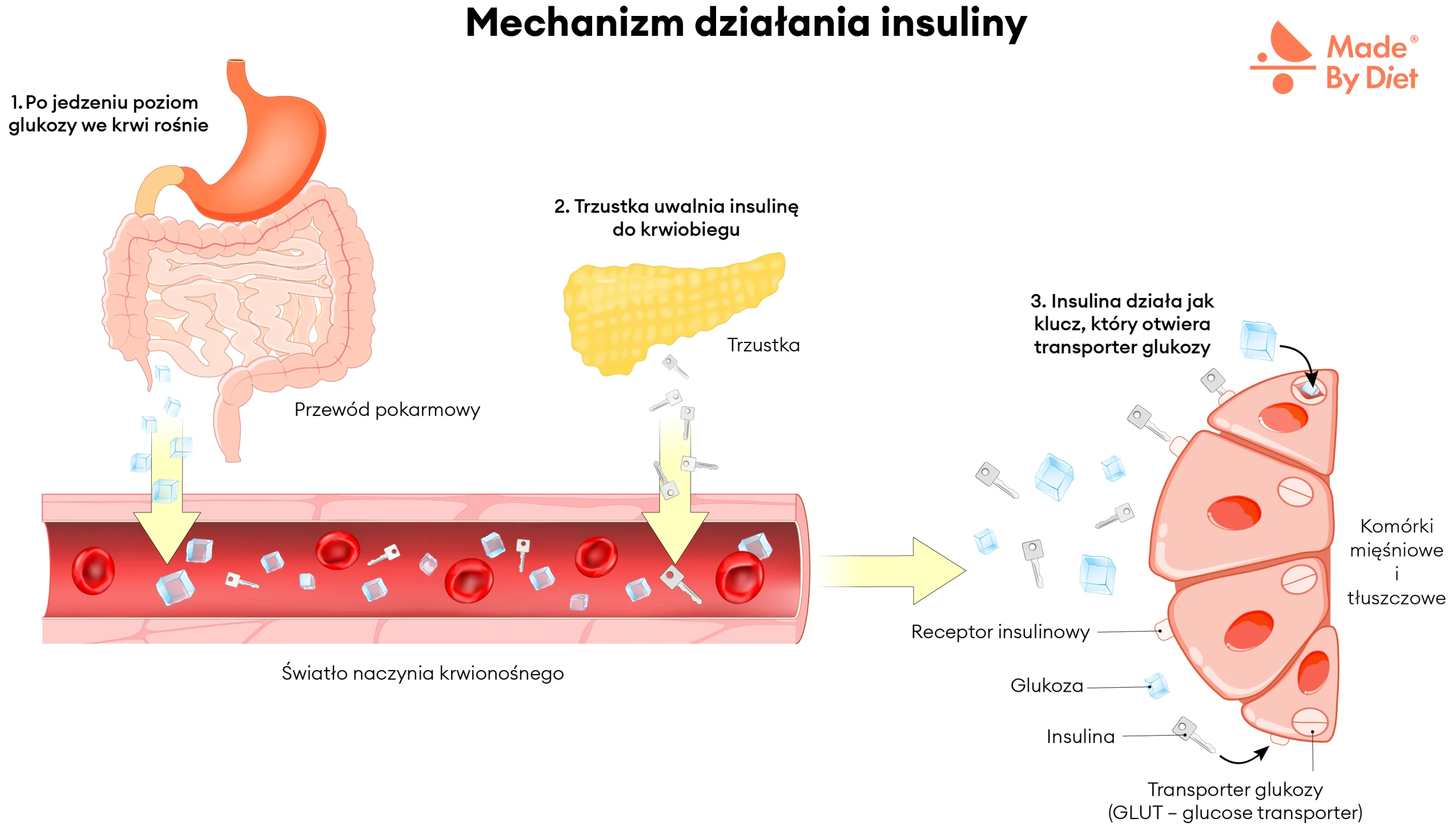 Schemat mechanizmu działania insuliny – po posiłku poziom glukozy we krwi rośnie, trzustka uwalnia insulinę, która działa jak klucz otwierający transporter glukozy i umożliwia jej wnikanie do komórek mięśniowych i tłuszczowych